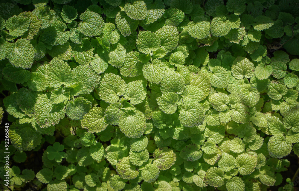 North Korean rare variety of Mint miniature with aniseed flavored young leaves, growing in a garden south of France North Korean rare variety of Mint miniature with aniseed flavored young leaves, growing in a garden south of France