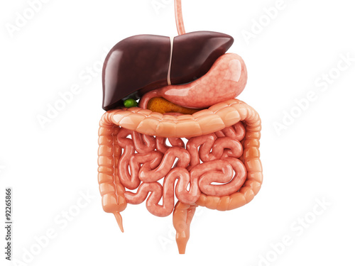 Human anatomy digestive system cutaway, including mouth. The other organs photo