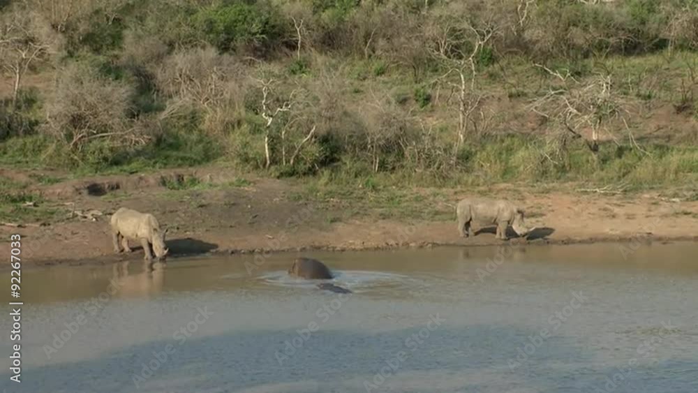 A hippo standing in a river displays aggression toward two white rhinos that have come to drink by opening its mouth wide. A hippo standing in a river displays aggression toward two white rhinos that have come to drink by opening its mouth wide.
