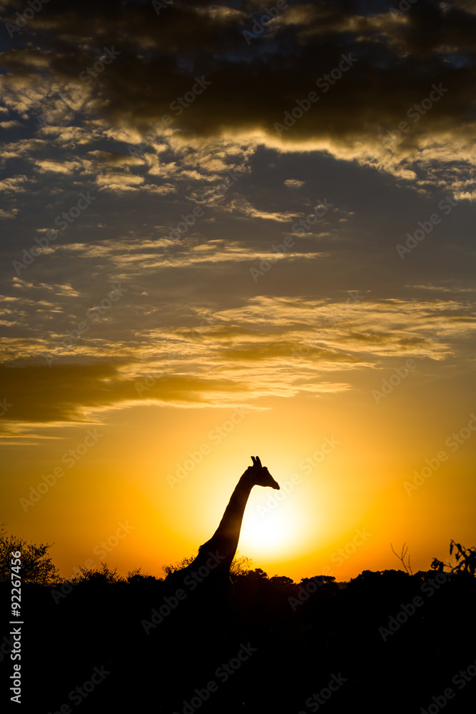 Giraffe siluette at the sunrise in Kenya, África Giraffe siluette at the sunrise in Kenya, África