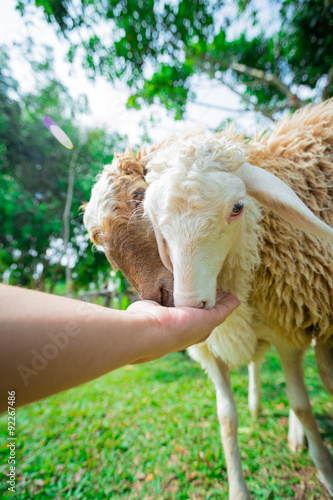Fototapeta Naklejka Na Ścianę i Meble -  Sheep Family Livestock on a Farm