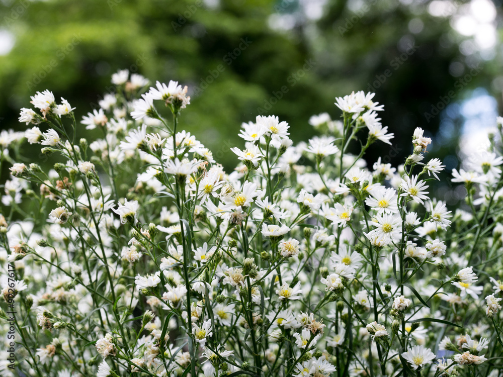 flowers of gypsophila,Gypsophila,babysbreath gypsophila flowers of gypsophila,Gypsophila,babysbreath gypsophila
