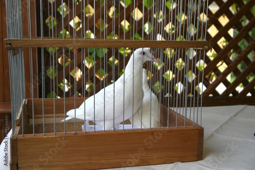 White doves in a cage photo