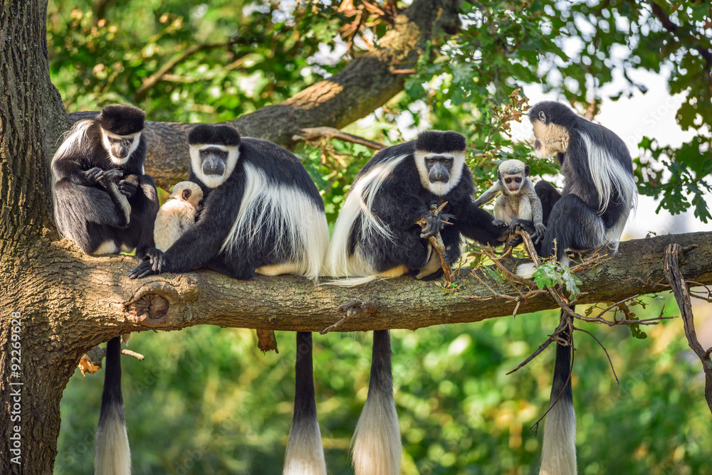 Fototapeta premium A troop of Mantled guereza monkeys with two newborns