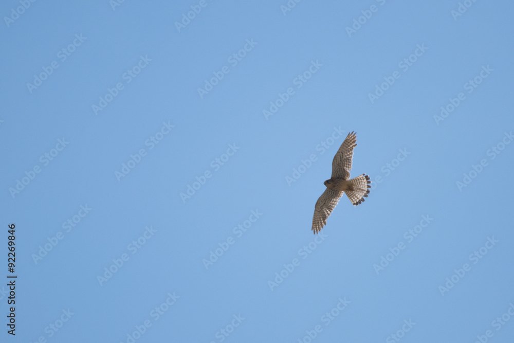 falcon falcon
