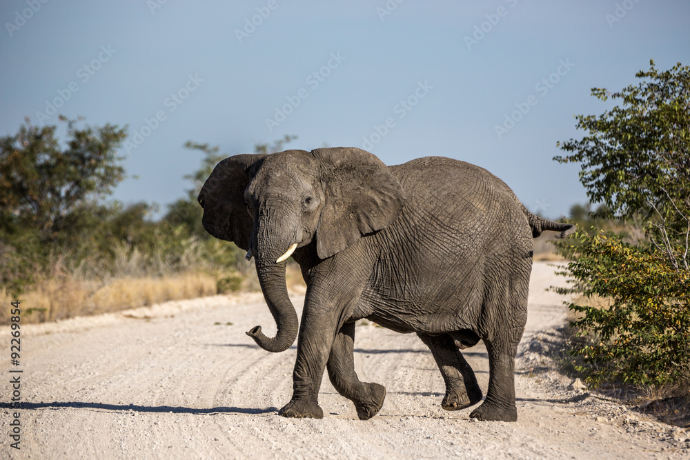 Big Elephant in Etosha National Park, Namibia, Africa