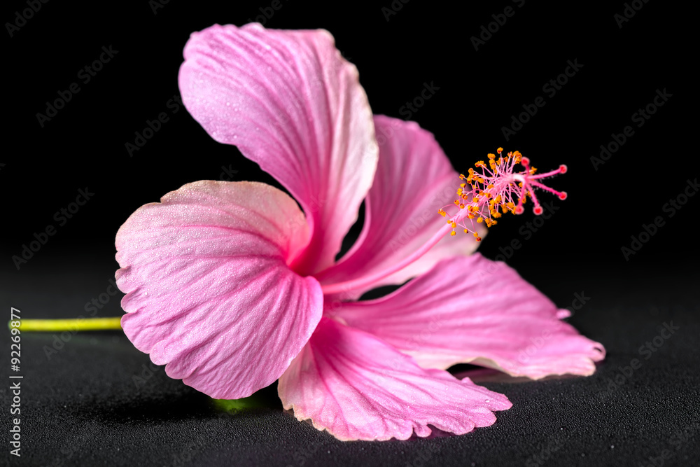 Naklejka premium beautiful pink hibiscus flower on black background with drops, c