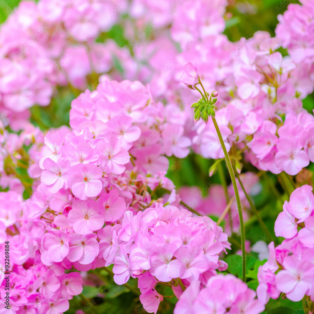 Fototapeta premium beautiful blooming pink geranium flower like as background, clos