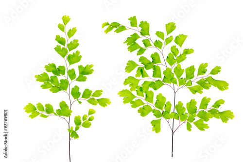 green maidenhair fern leaves is isolated on white background