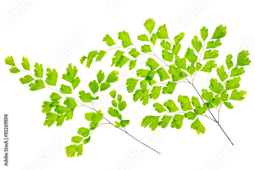 maidenhair fern leaves is isolated on white background