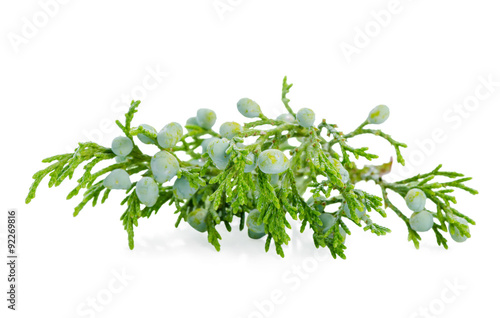 beautiful juniper plant with berries is isolated on white backgr
