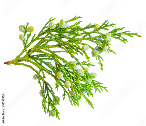 beautiful green juniper plant with berries is isolated on white