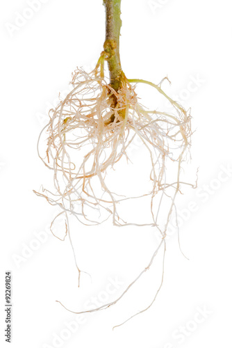 tomato plant exposed roots is isolated on white background