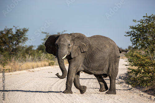 Big Elephant in Etosha National Park  Namibia  Africa