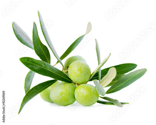 green branch of olive tree with berries is isolated on white bac