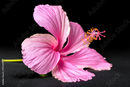 beautiful pink hibiscus flower on black background with drops, c
