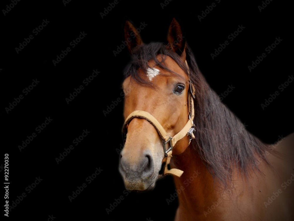 Fototapeta Brązowy koń