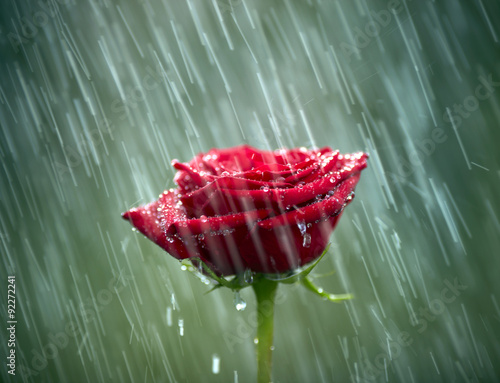 Red rose into the rain. Shallow DOF #92272241