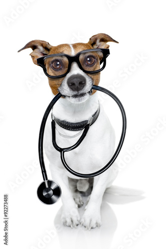 medical doctor dog © Javier brosch