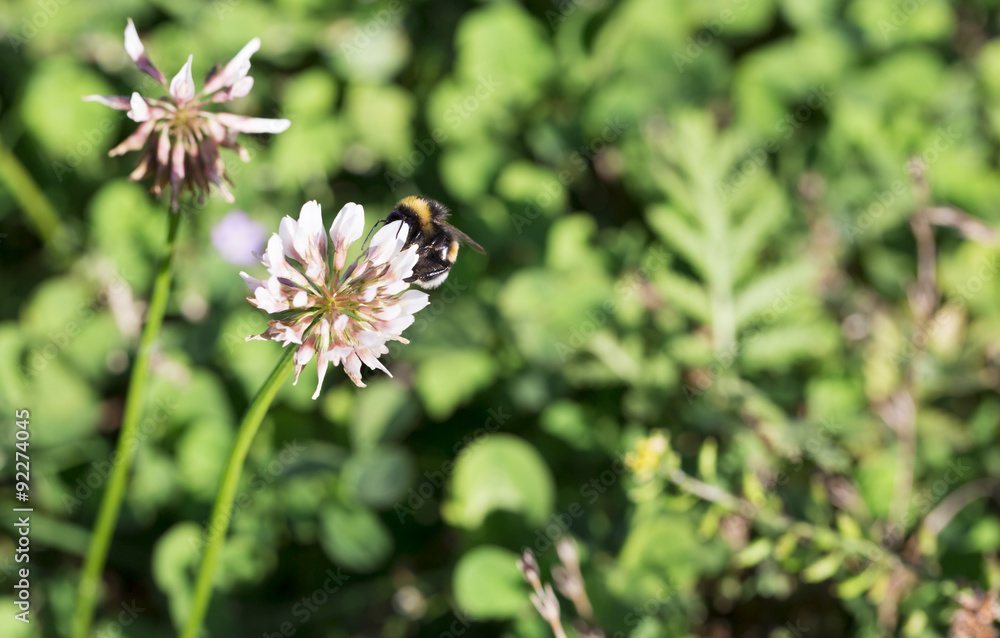 Bublebee Gathering Nectar from Clover Bublebee Gathering Nectar from Clover