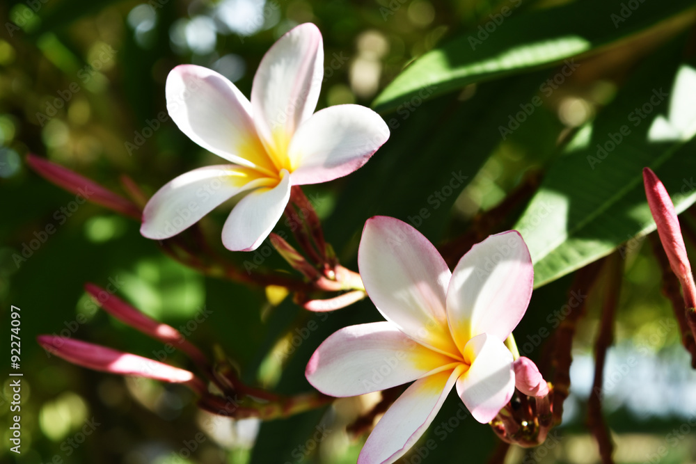 White and yellow plumeria flowers in Thailand. White and yellow plumeria flowers in Thailand.