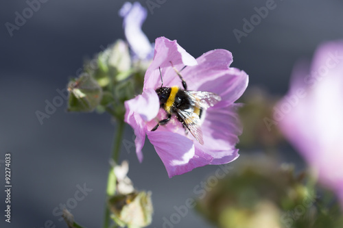 Bublebee Covered in Pollen Gathering Nectar photo