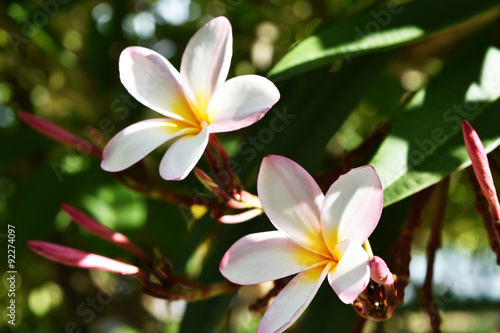 White and yellow plumeria flowers  in Thailand.