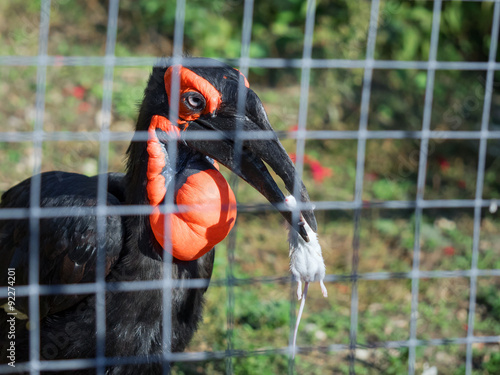 Кафрский рогатый ворон или южный рогатый ворон (Bucorvus leadbeateri) . Птица-носорог, род рогатых воронов. Хищник photo