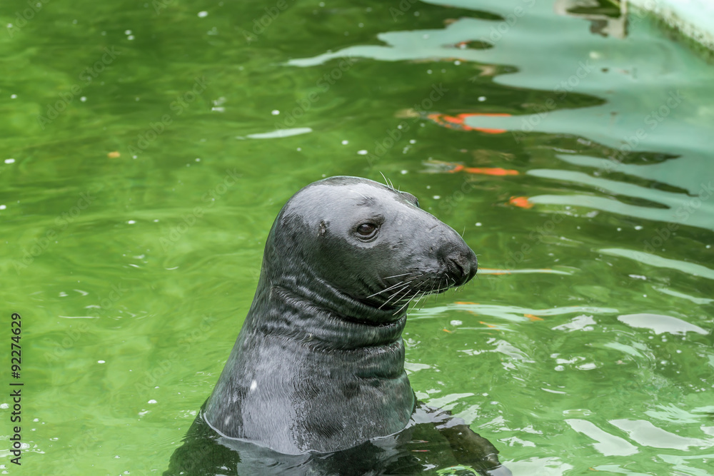 Fototapeta premium seal in zoo garden