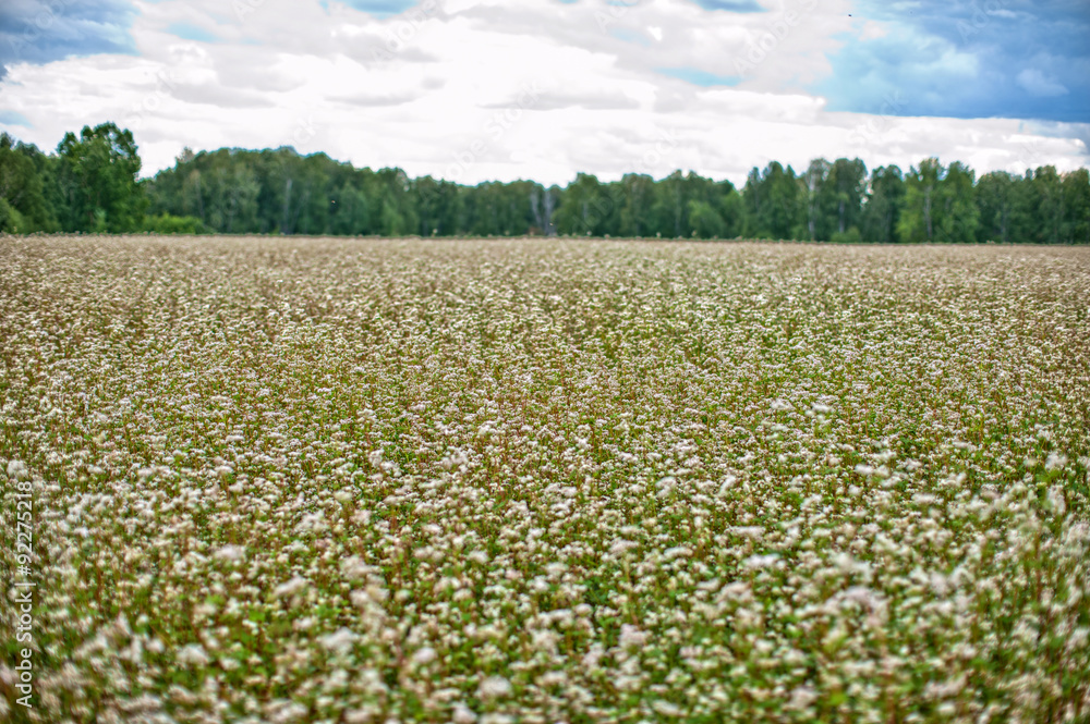 Buckwheat field Buckwheat field