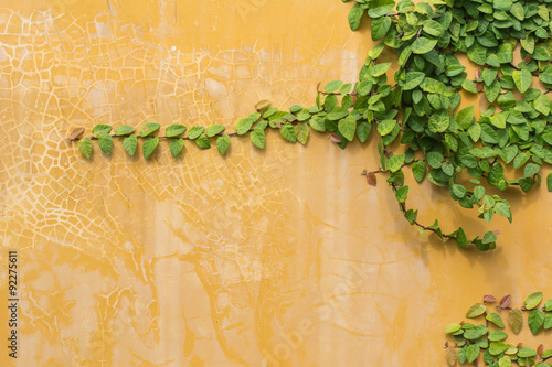 green ivy on old yellow wall