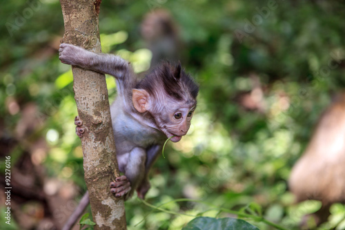 Canvas Print Baby monkey
