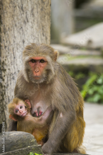 Monkey © Pagina