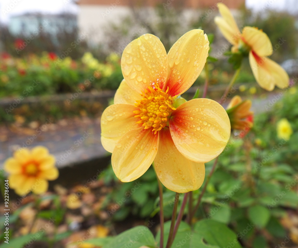 Fototapeta premium autumn garden flower with dew drops