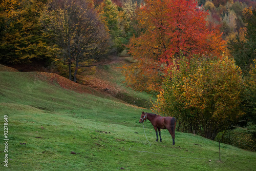 Beautiful Carpathian mountains in autumn