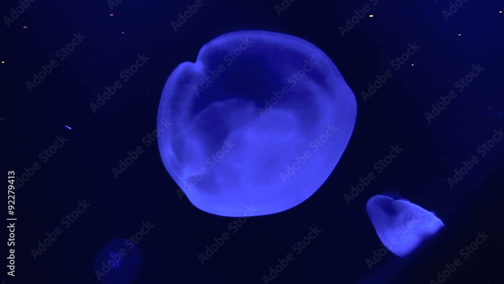 Beautiful moon jellyfish swimming and floating under blue light. Beautiful moon jellyfish swimming and floating under blue light.