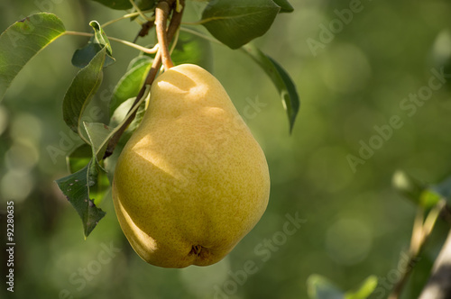 Pear hanging from tree