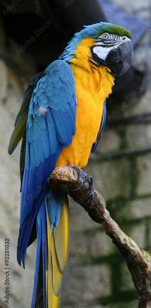 Obraz premium Blue and yellow macaw