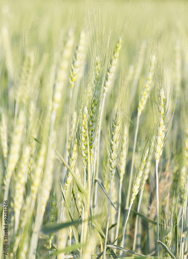 Fototapeta premium Green barley growing in a field