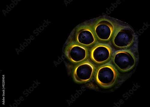 Lilly Pad Seed Pod -  Lilly Pad Seed Pod on black background