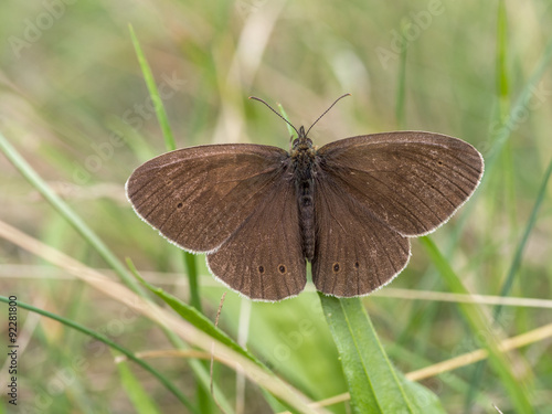 Brauner Waldvogel im Gras, Aphantopus hyperantus