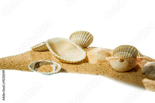 shell on beach isolated on a white background