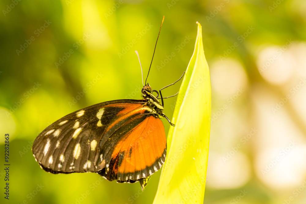 Fototapeta premium Schmetterling