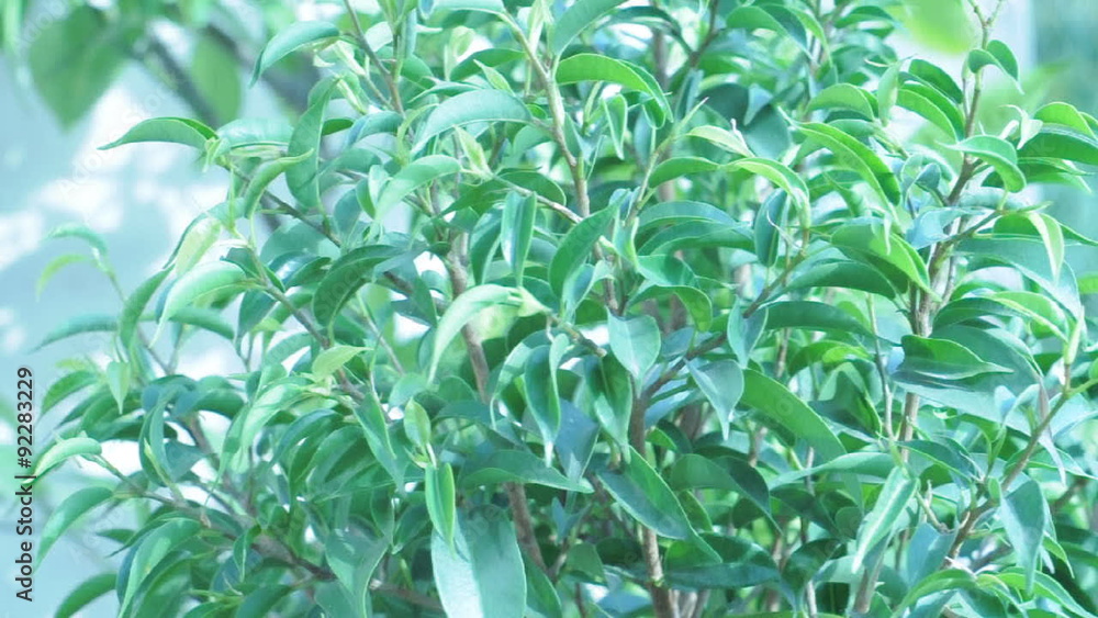 Green indian ficus at the garden Green indian ficus at the garden