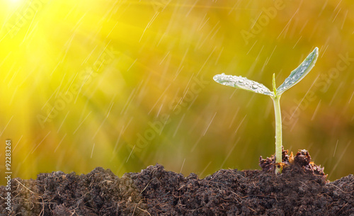 Seedlings with morning light and rain.
