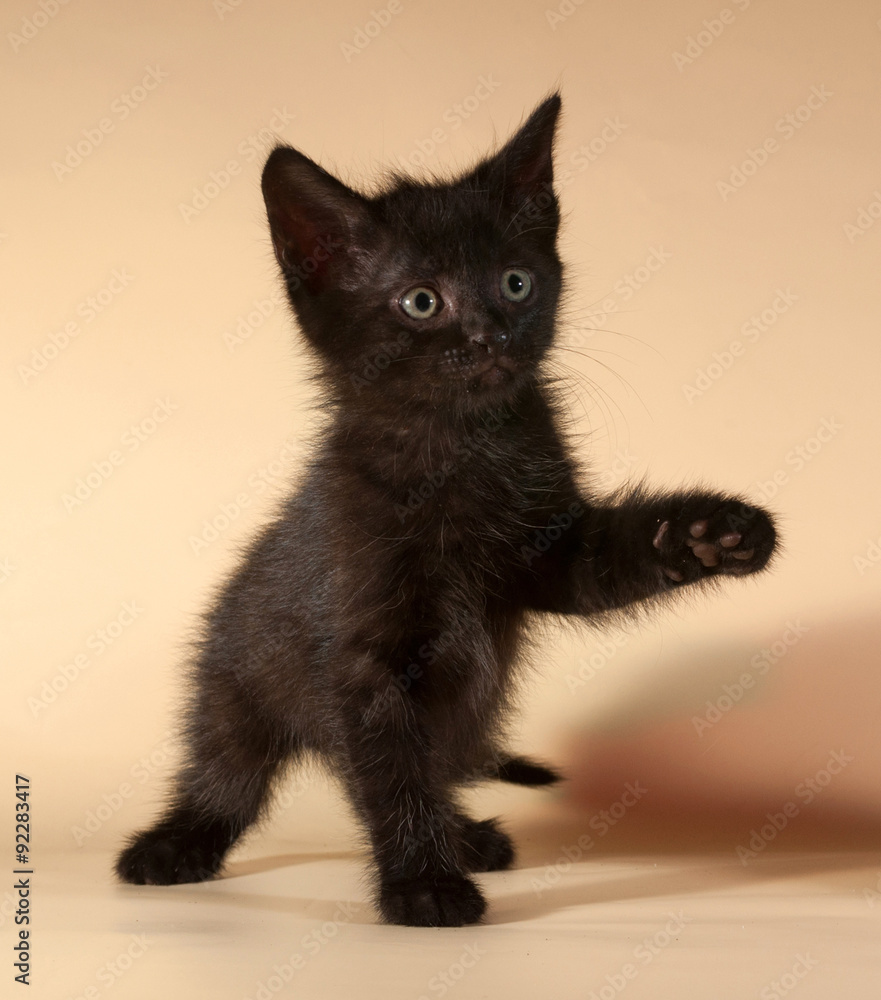 Fototapeta premium Black kitten sitting on yellow