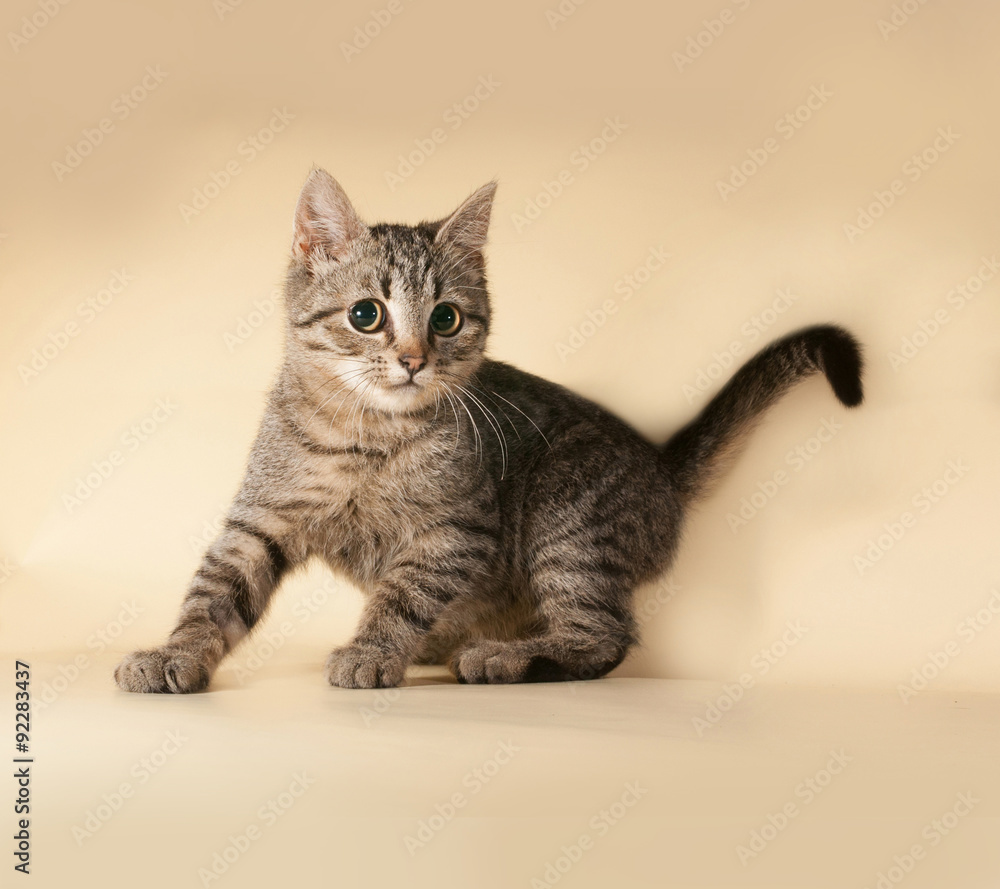 Striped kitten sitting on yellow Striped kitten sitting on yellow