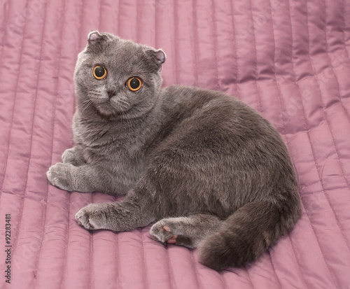 Scottish Fold cat sitting on pink