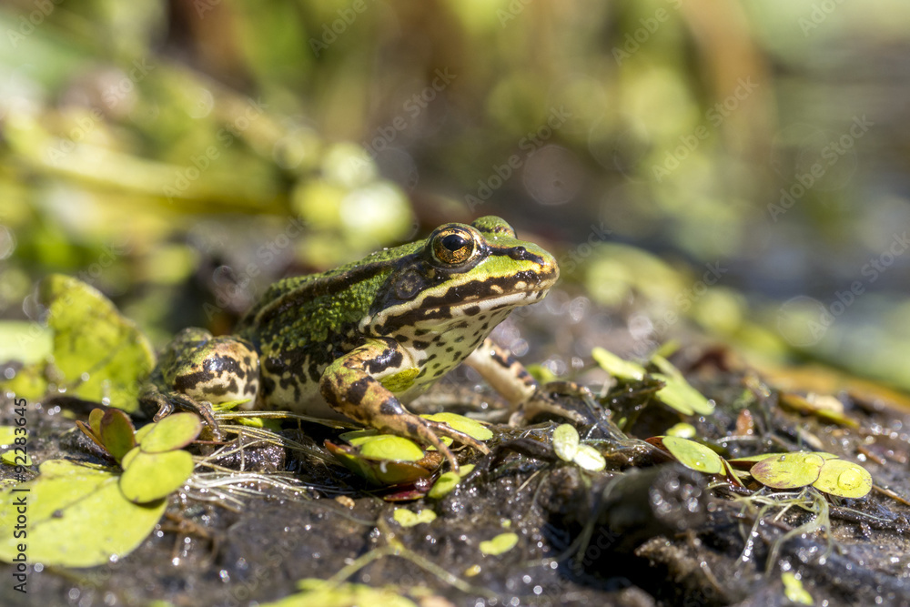 Teichfrosch, Pelophylax esculentus Teichfrosch, Pelophylax esculentus
