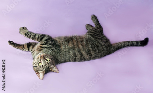 Tabby cat with green eyes lying on purple